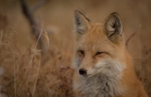 nezahvalni drvoserča