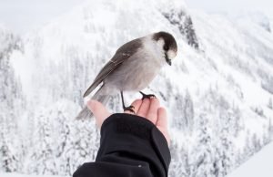 mala dobrociniteljka