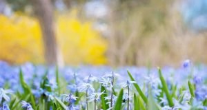 pismeni sastav proleće