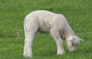 jagnje pase travu