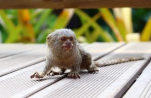 pigmejski marmoset