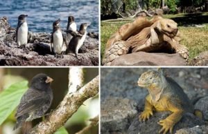 životinje sa galapagosa