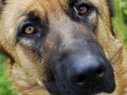 Žuća Račundžija – Branko Ćopić zuca racundzija