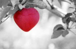 Jabuka u obliku srca