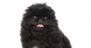 moj omiljeni ljubimac