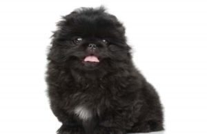 moj omiljeni ljubimac