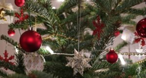 Kako izabrati jelku za Novu godinu: Saveti za kupovinu prirodne jelke