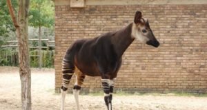 Okapi