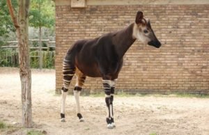 Okapi