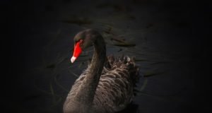 Bajka o labudu – Desanka Maksimović bajka o labudu