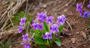 prve ljubičice sastav