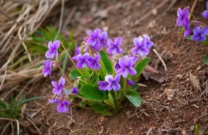 prve ljubičice sastav