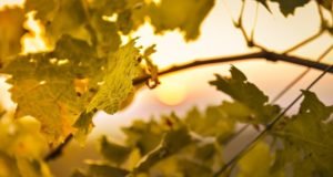 Bajka o suncu i tetki – Desanka Maksimović