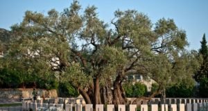 Konkurs u okviru manifestacije XXXII „Susreti pod starom maslinom“