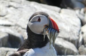 Pufin