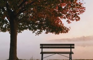 Marija Bulaić - Drvo i klupa