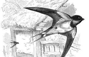 Nežna priča o snegu za Lolu i njene ptice lastavice-ptice-u-letu