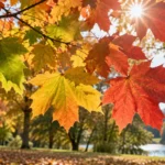 Zeleni, žuti i crveni jesenji listovi obasjani suncem