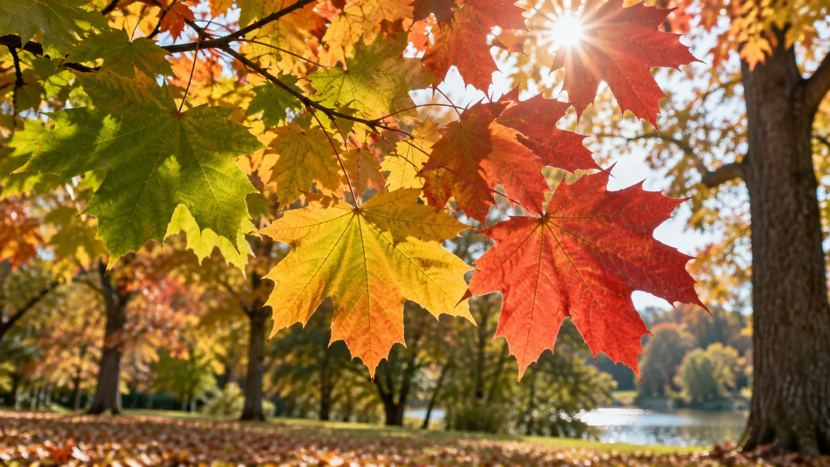 Zeleni, žuti i crveni jesenji listovi obasjani suncem